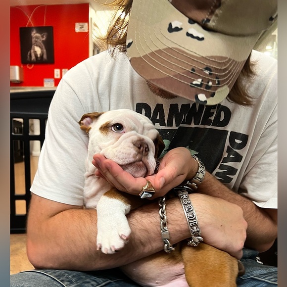 Meet your Posher, Dash - Picture 2 of 2